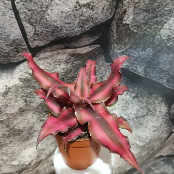 Cryptanthus 'Red Star'