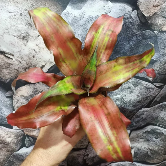Cryptanthus 'Strawberry Flambe'