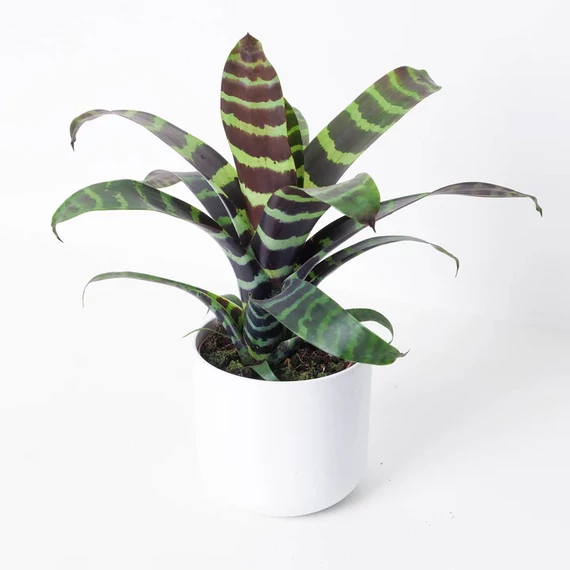 Vriesea Era