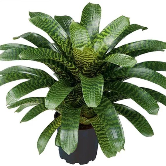 Vriesea fenestralis hybrid