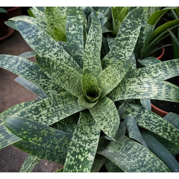 Vriesea Gigantea 'Nova'
