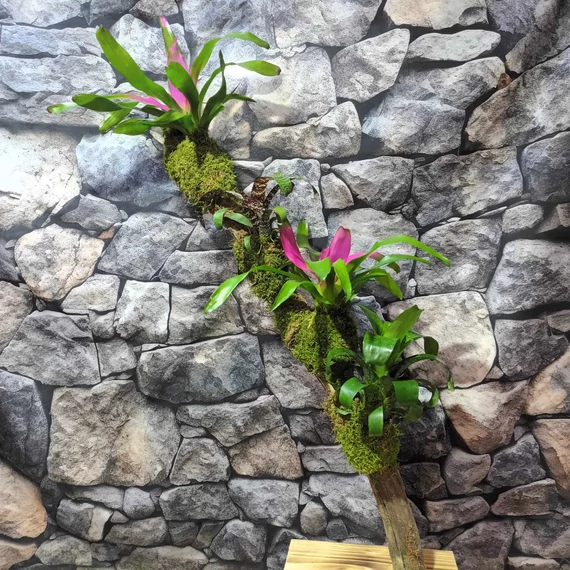 Vriesea, Neoregelia vegyesen faágon