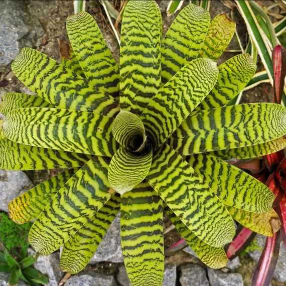 Vriesea hieroglyphica