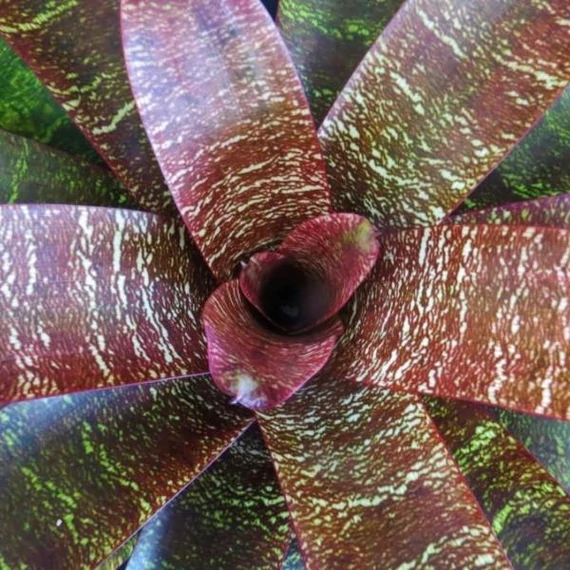 Vriesea fosteriana 'Red Chestnut' Óriás