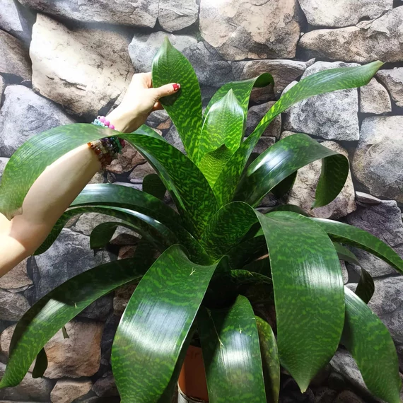 Vriesea hieroglyphica Óriás