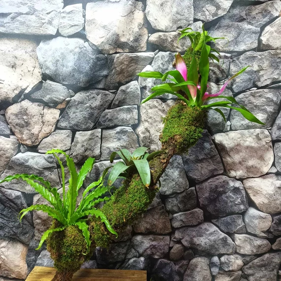 Fészekpáfrány, Vriesea, Neoregelia vegyesen faágon