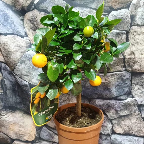 Citrus mitis 'Calamondin'