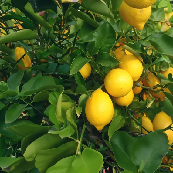 Citrus Meyeri, Meyer citrom