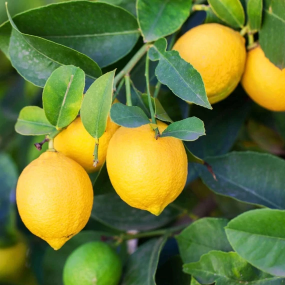 Citrus Lisa meyeri lemon