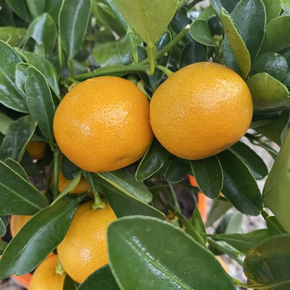 Citrus Oriana calamondin