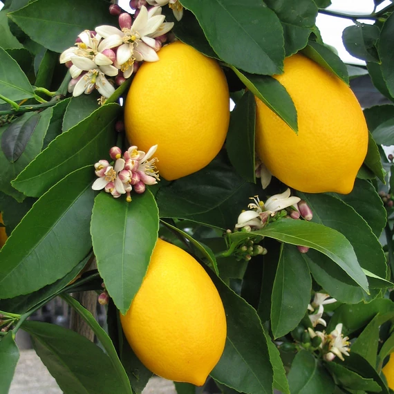 Citrus limon Meyer - Meyeri citrom