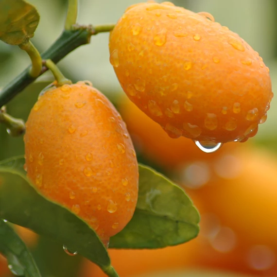 Citrus Onika kumquat / törpemandarin, kumquat
