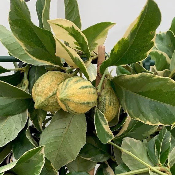 Lisa Meyer variegata
