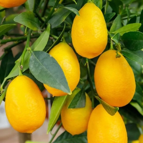Citrus floridana - limequat
