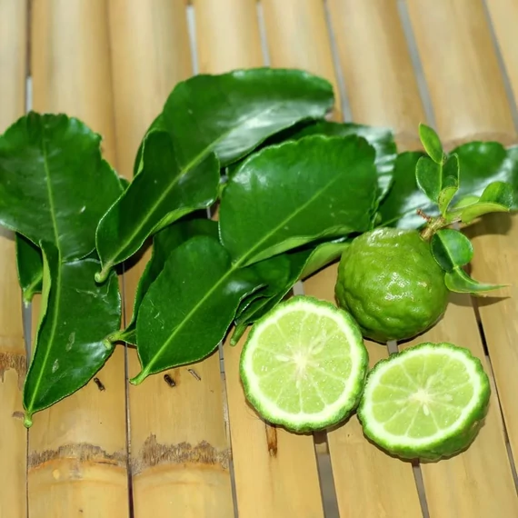 Citrus hystrix Lamai - Kaffir Lime