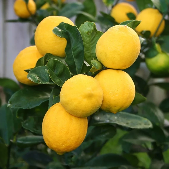 Citrus limon