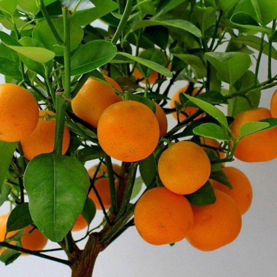Citrus mitis 'Calamondin'