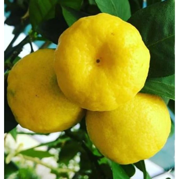 Citrus limetta 'Pursha' - édes lima