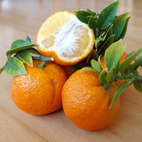 Citrus myrtifolia Chinotto / Mirtuszlevelű törpenarancs