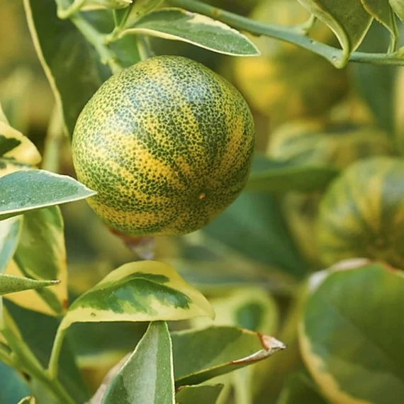 Citrus mitis 'Calamondin' variegata