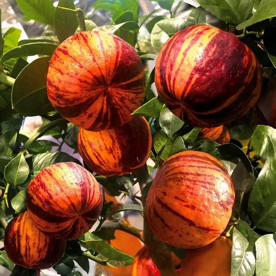 Citrus sinensis 'Arancio Arcobal'