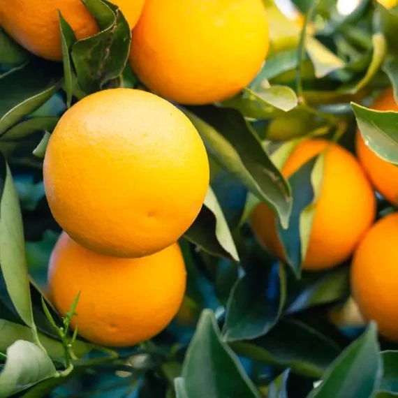 Citrus Sinensis - édes narancs