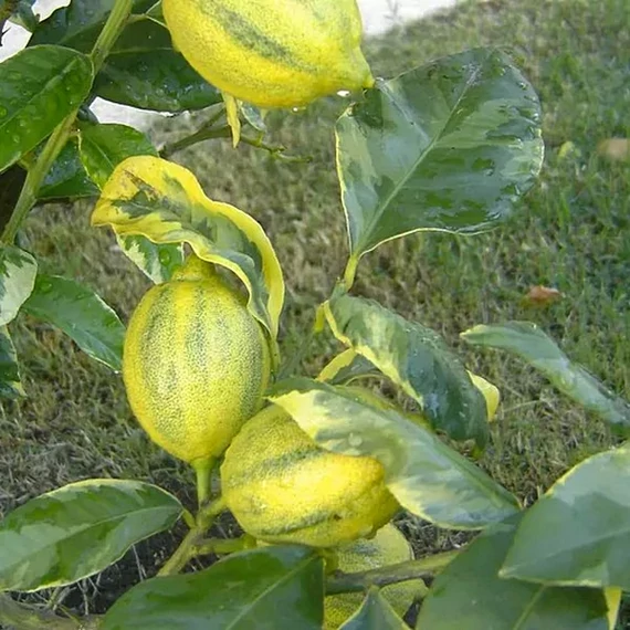 Citrus limon variegata