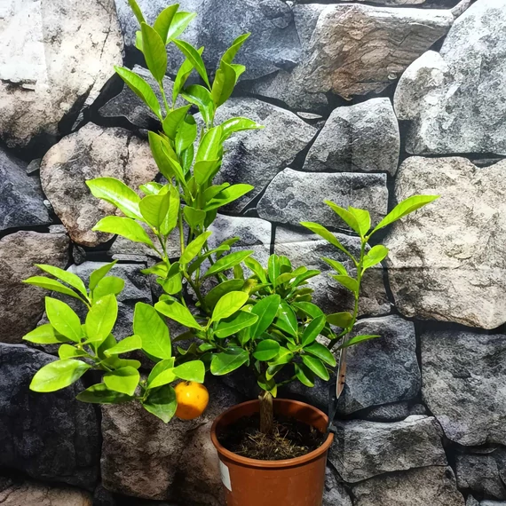Citrus calamondin