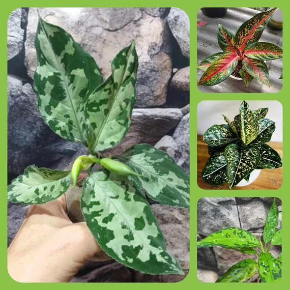 Aglaonema csomag (4 növény, csomagban, 25 százalékkal kedvezőbb áron)