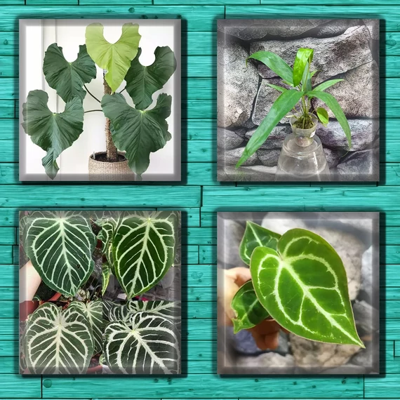 Anthurium csomag #1