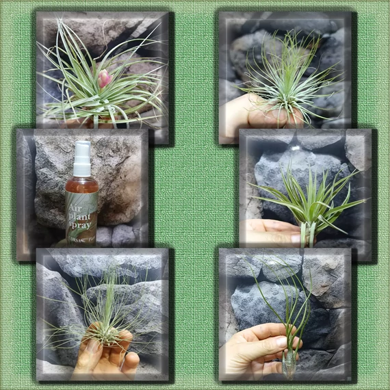 Tillandsia csomag #1 (5 növény és 1 spray)