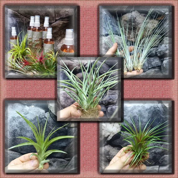 Tillandsia csomag #3 (4 növény és 1 spray)