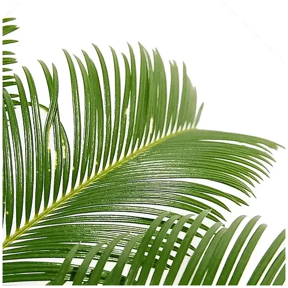 Cycas revoluta