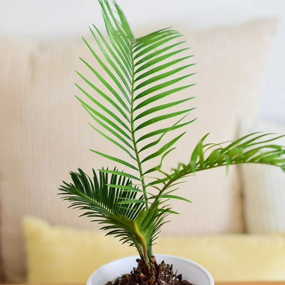 Cycas revoluta