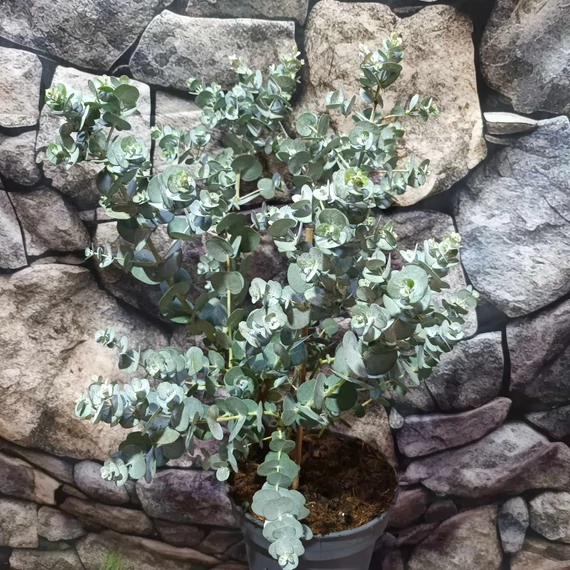 Eucalyptus gunnii 'Blue Ice'