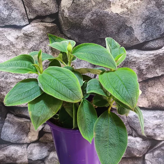 Tibouchina Rich Blue