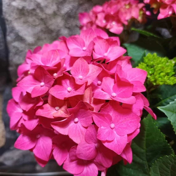 Hydrangea Hot Red