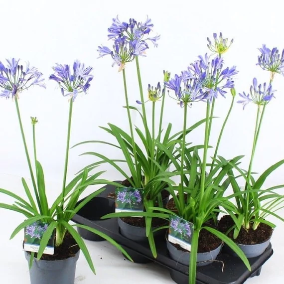 Agapanthus Amourette Blue, szerelemvirág