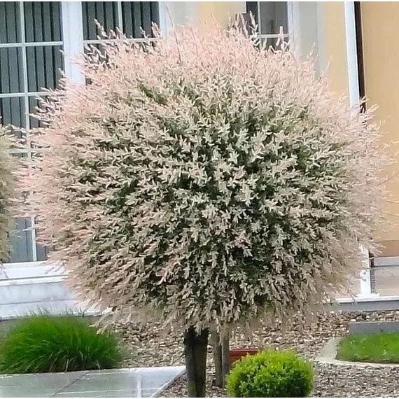 Salix integra 'Hakuro Nishiki' - tarkalevelű japán fűz