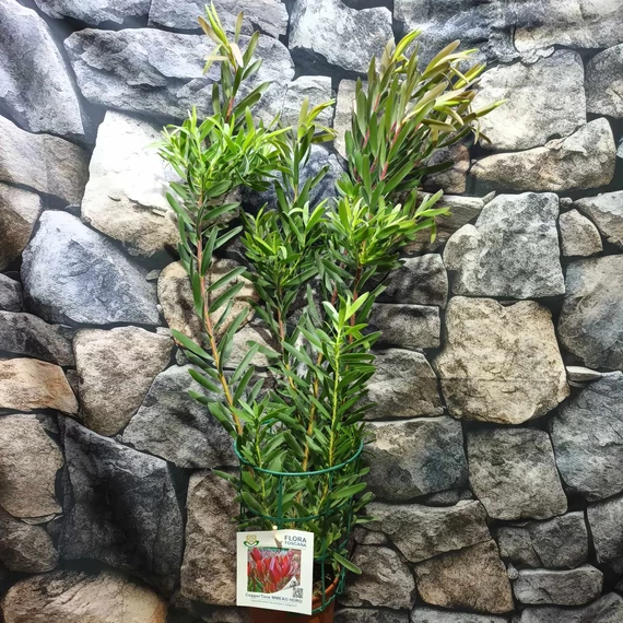 Leucadendron salignum x laureolum