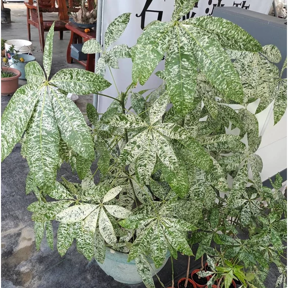 Pachira glabra 'Milky Way'