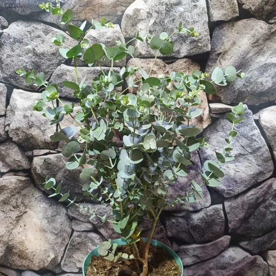 Eucalyptus gunnii 'Azura'