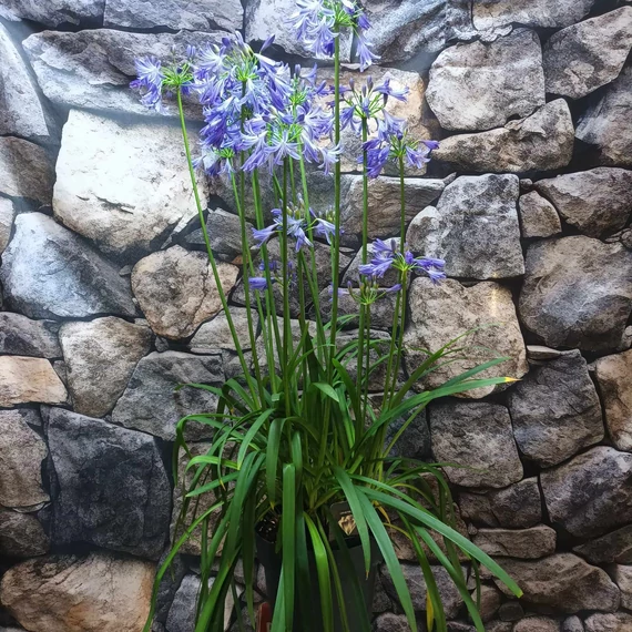 Agapanthus Donau, levirágzott