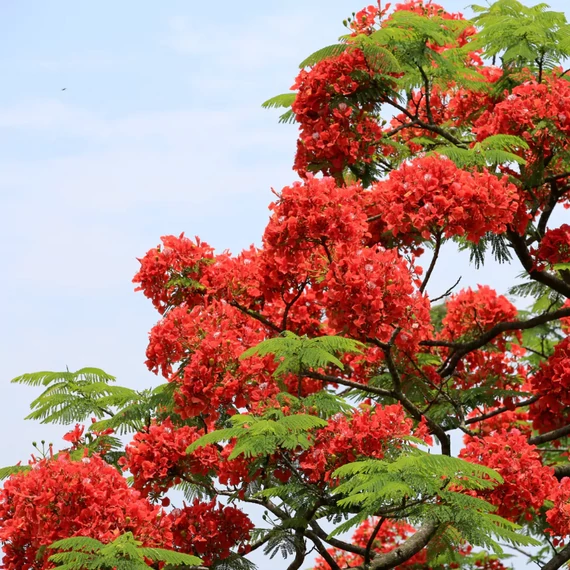Delonix Regia - tűzvirágfa
