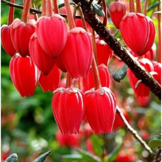 Crinodendron hookerianum - lámpásfa
