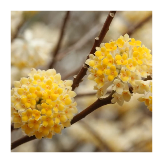 Edgeworthia chrysantha - illatos virágú japán papírcserje