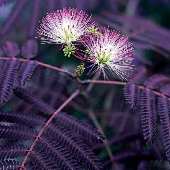 Albizia julibrissin 'Summer Chocolate'