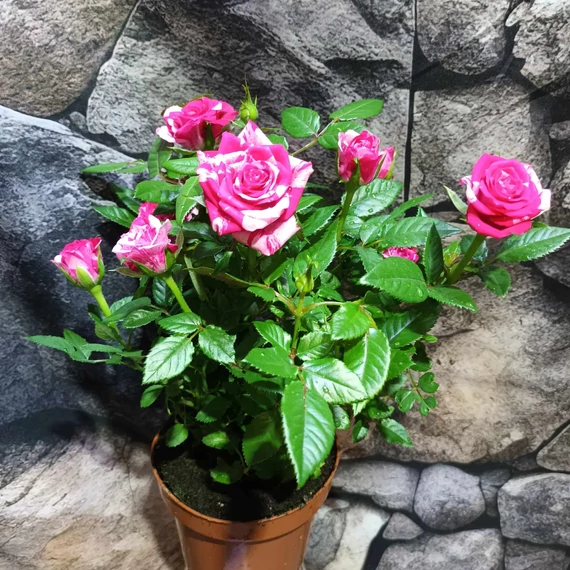 Rosa Tunesie Twin Colour Star, levirágzott