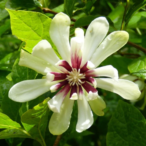 Calycanthus 'Venus' - illatos fűszercserje