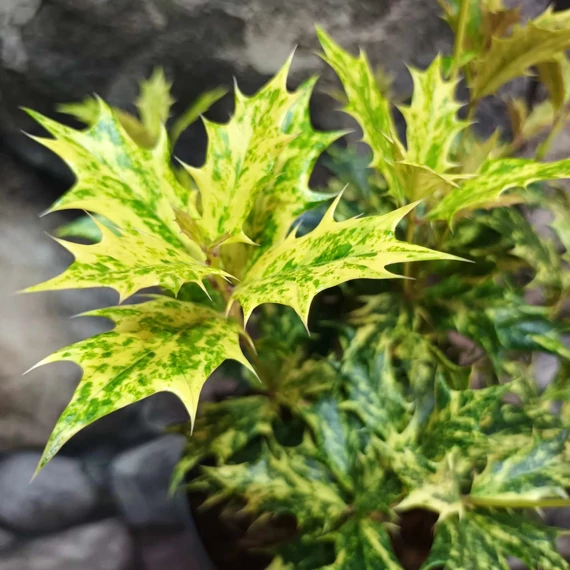 Osmanthus heterophyllus 'Goshiki' – Tarkalevelű illatvirág